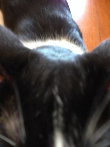 Pickles running up to me