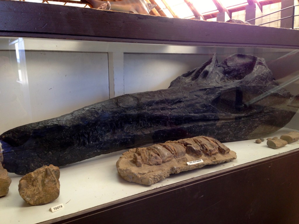 Fossilized Ichsy skull.  225 million years old.