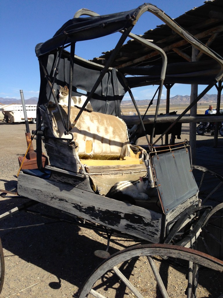 Cats in the carriage at Middlegate 
