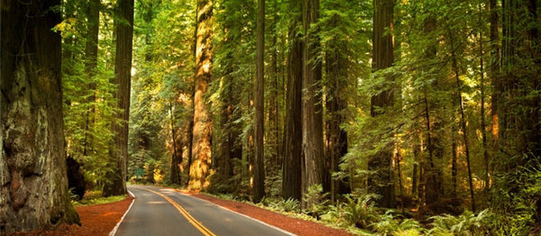 Photo courtesy of Redwood State Park