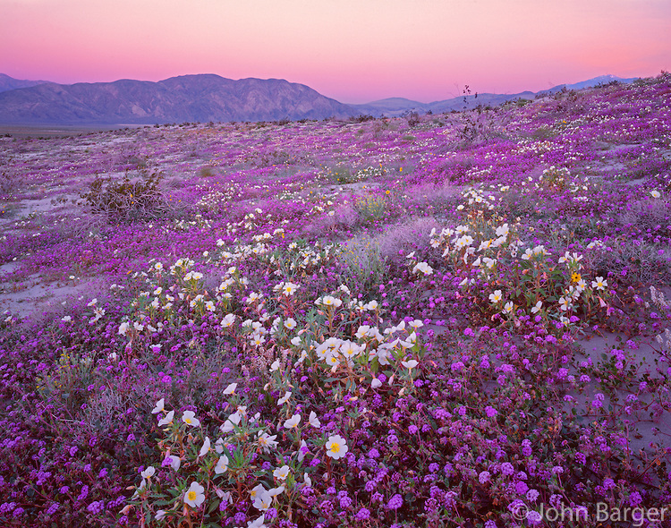 Blossom by Blossom, Spring Begins (on a motorcycle).