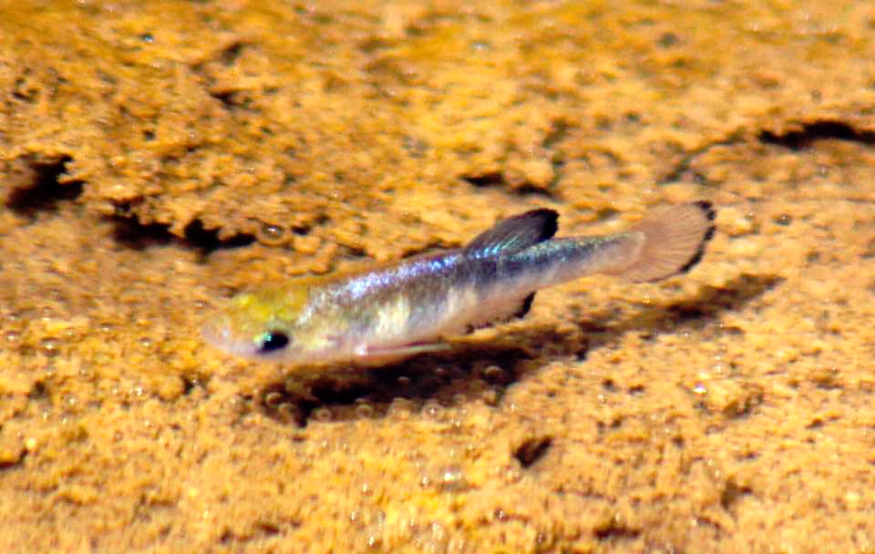 salt creek pupfish